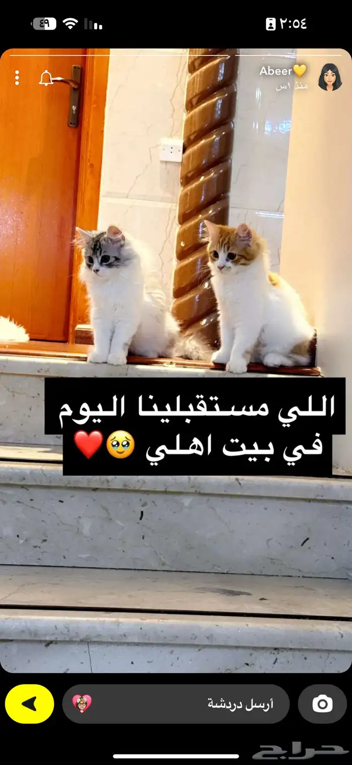 القط الأسود عمره سنه للتبني 0