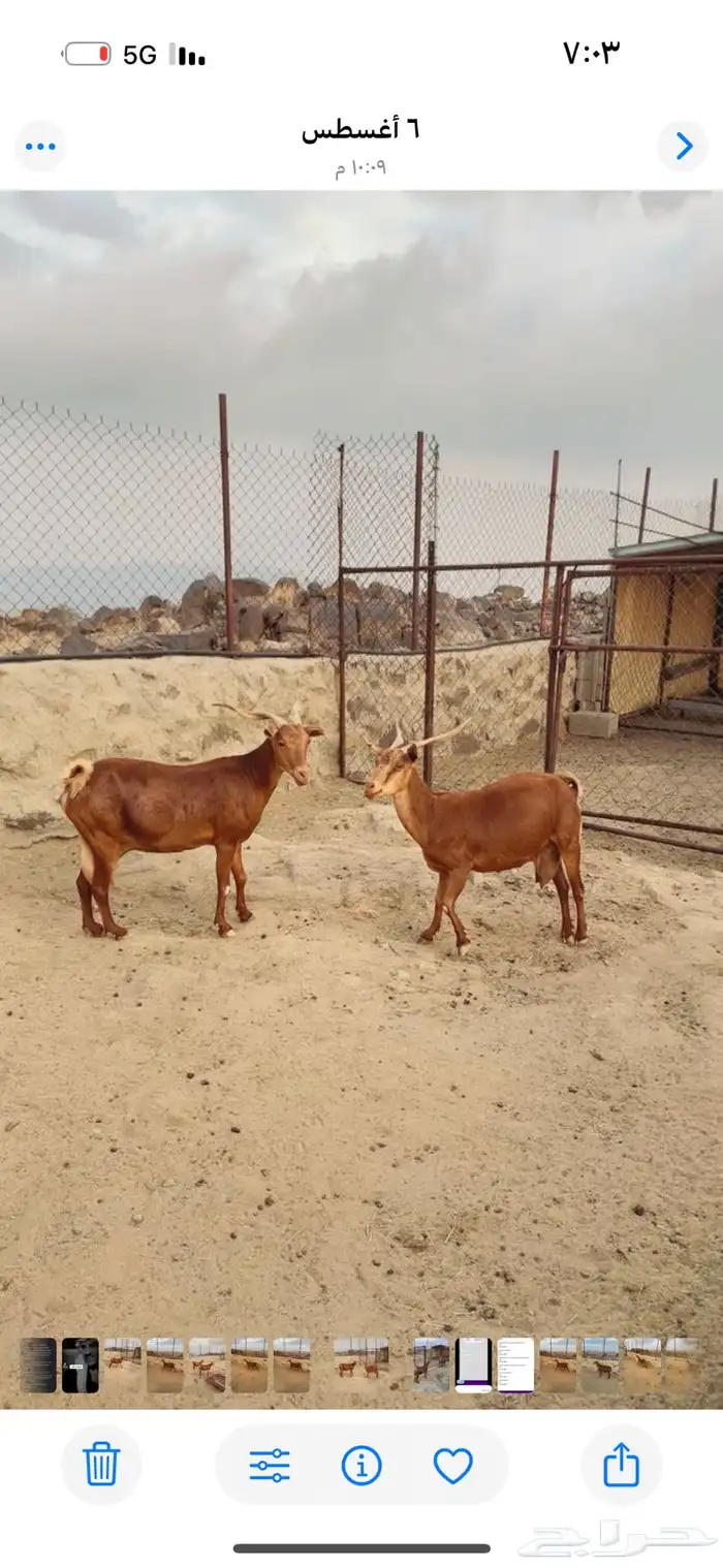 تيس وعنزين كفوو 7