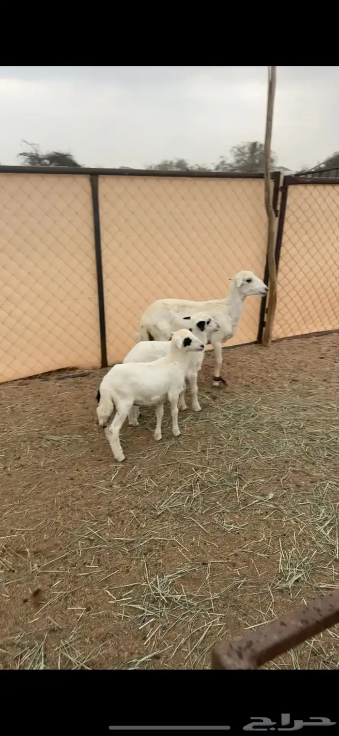 رخل ثنيه تحتها خروف ورخل 1