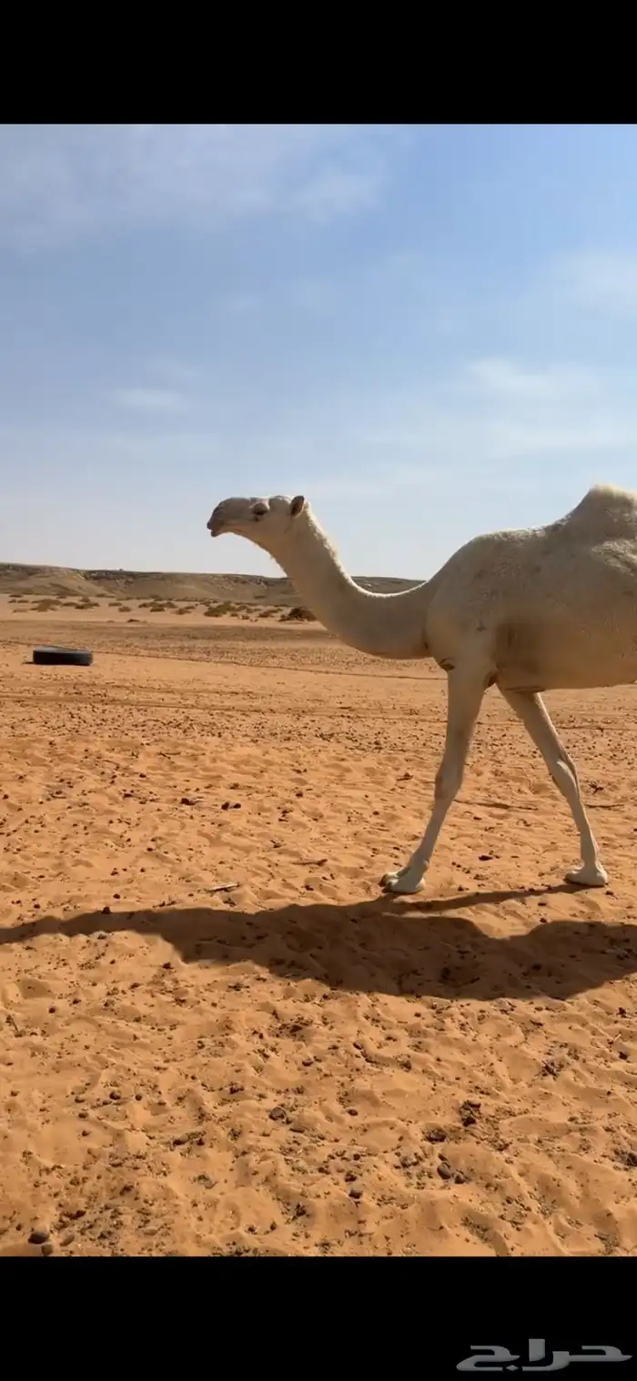 بكره وضحاء 1