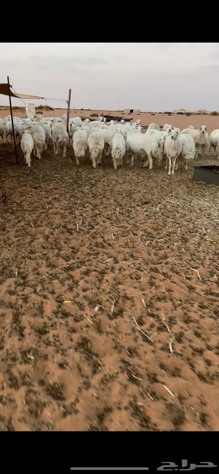 غنم حريات حرش طيبه 8
