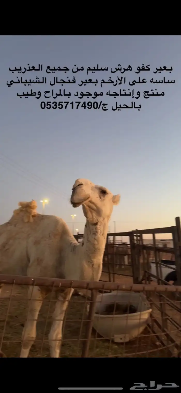 بعير كفو منتج وشرط عن جميع العذريب 0