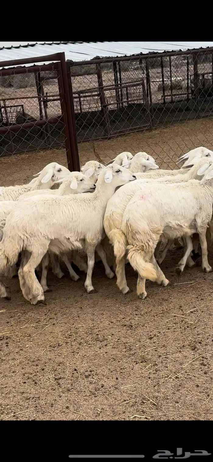 تم البيييع 3