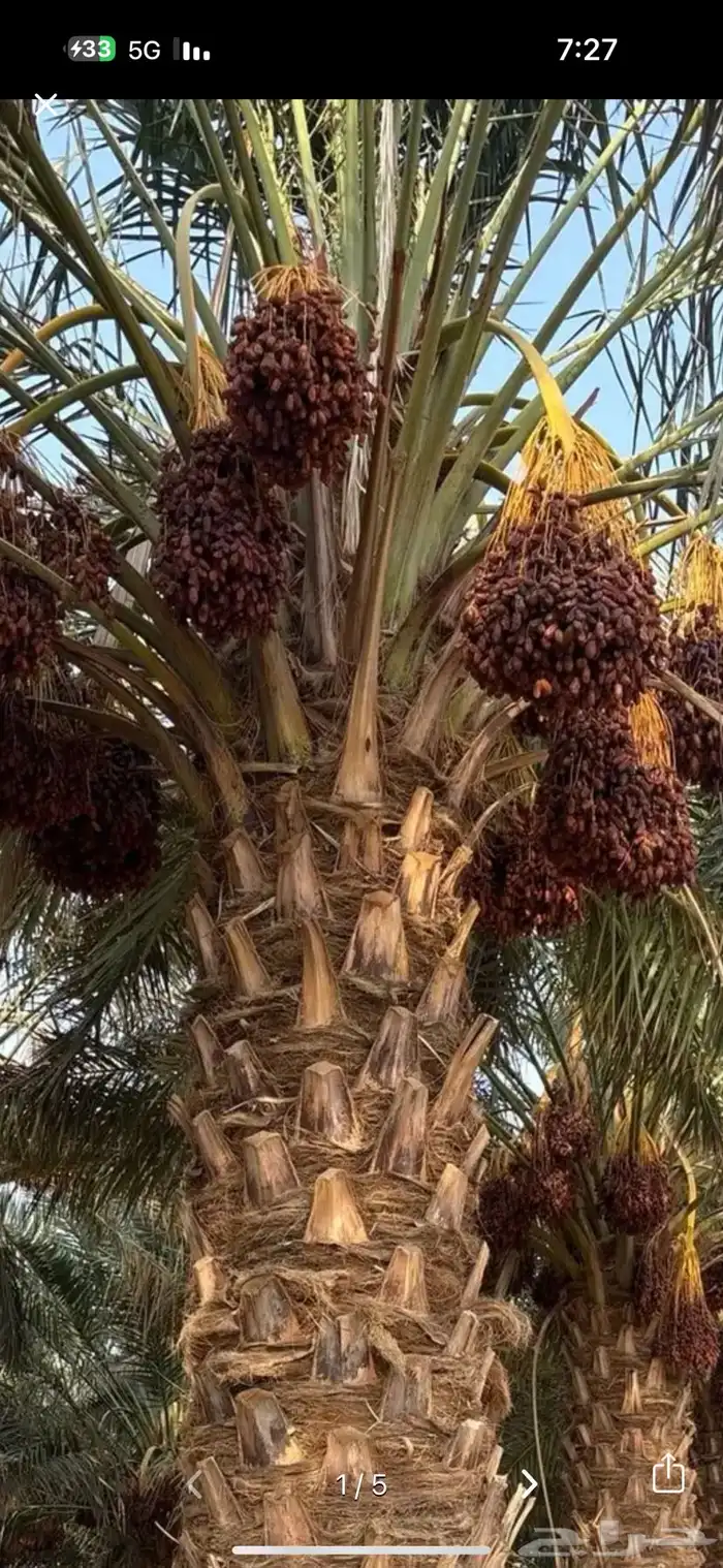 تمر صفري للبيع أكثر من 150 نخلة التمر من الحمراء 0