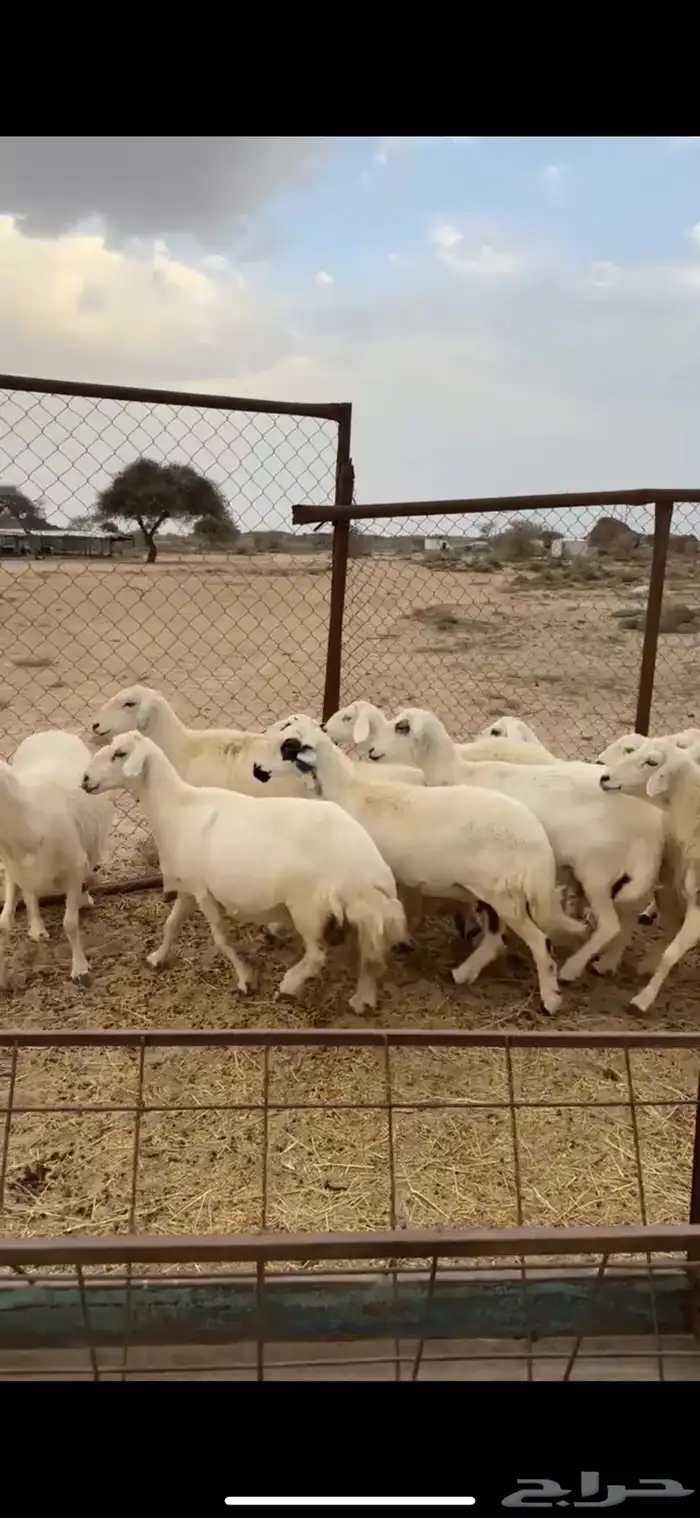 ضأن دفع صنف 0