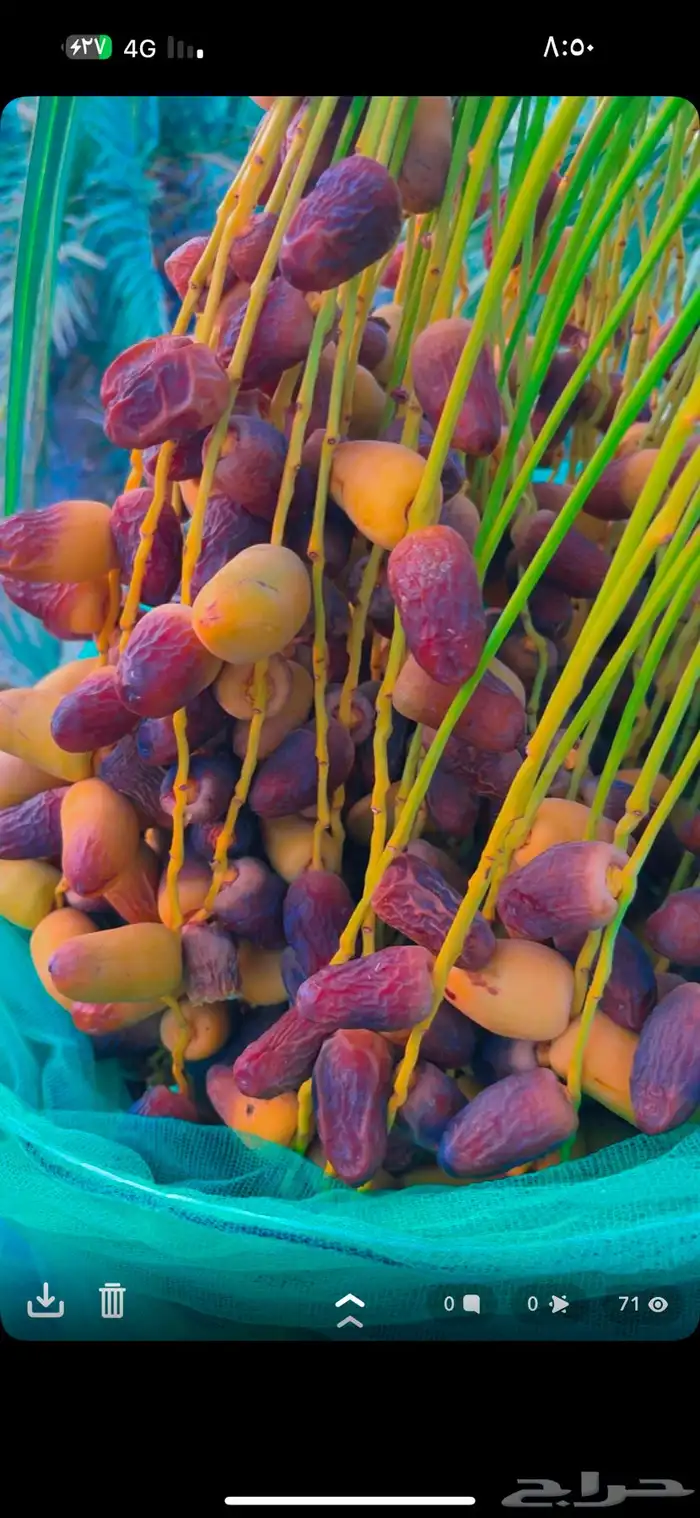 برني العيص 8