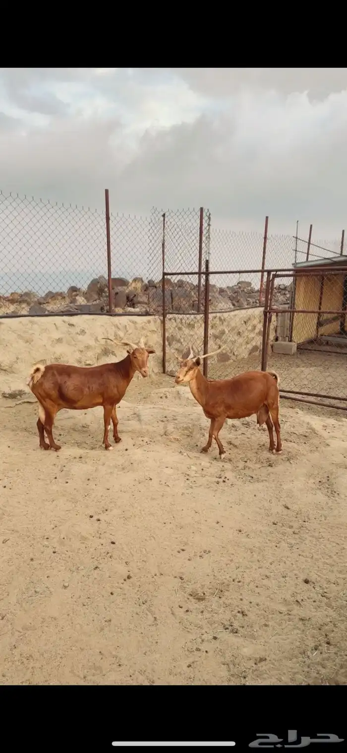 تيس وعنزين كفوو 6