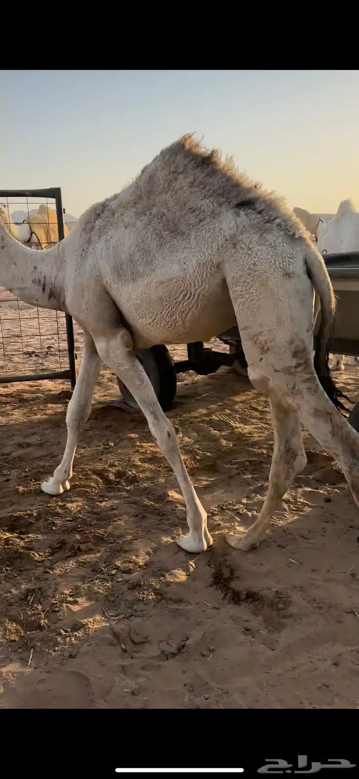 قعود قصب 3