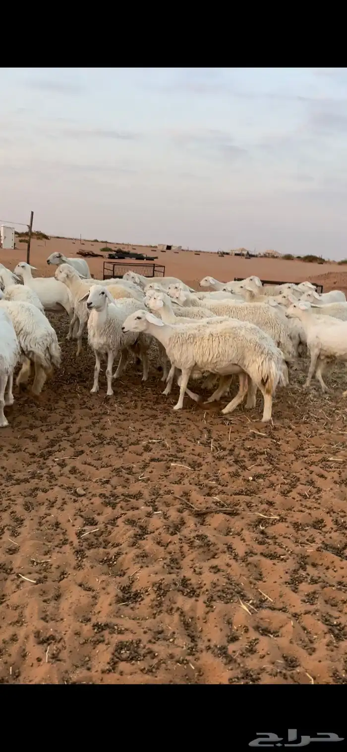 غنم حريات حرش طيبه 1