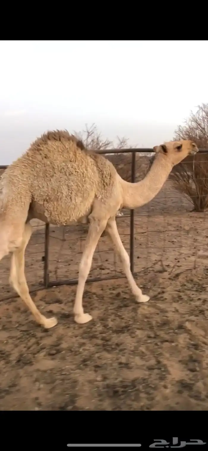 حشوان مقاصب فل شحم ترضع لبن 0