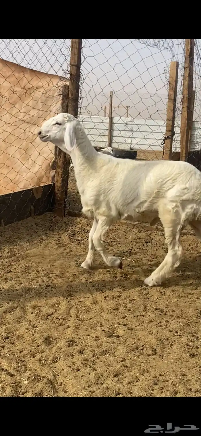 مشروع فحل حري 5