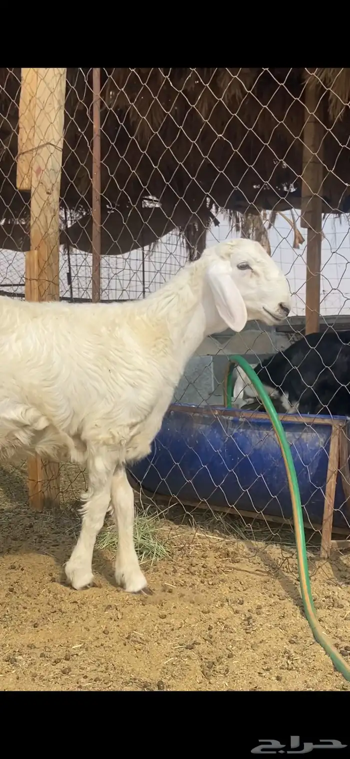 مشروع فحل حري 2