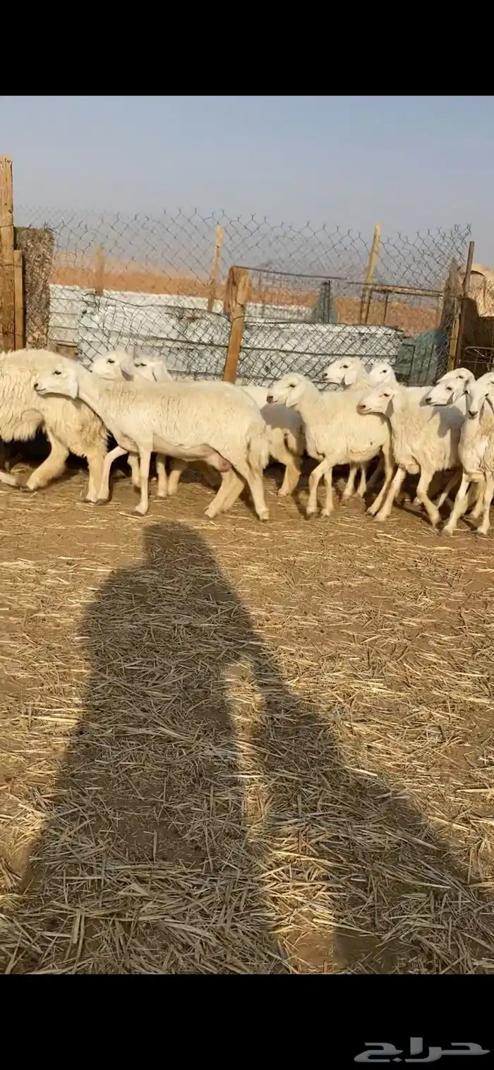 غنم حريات صنف 3