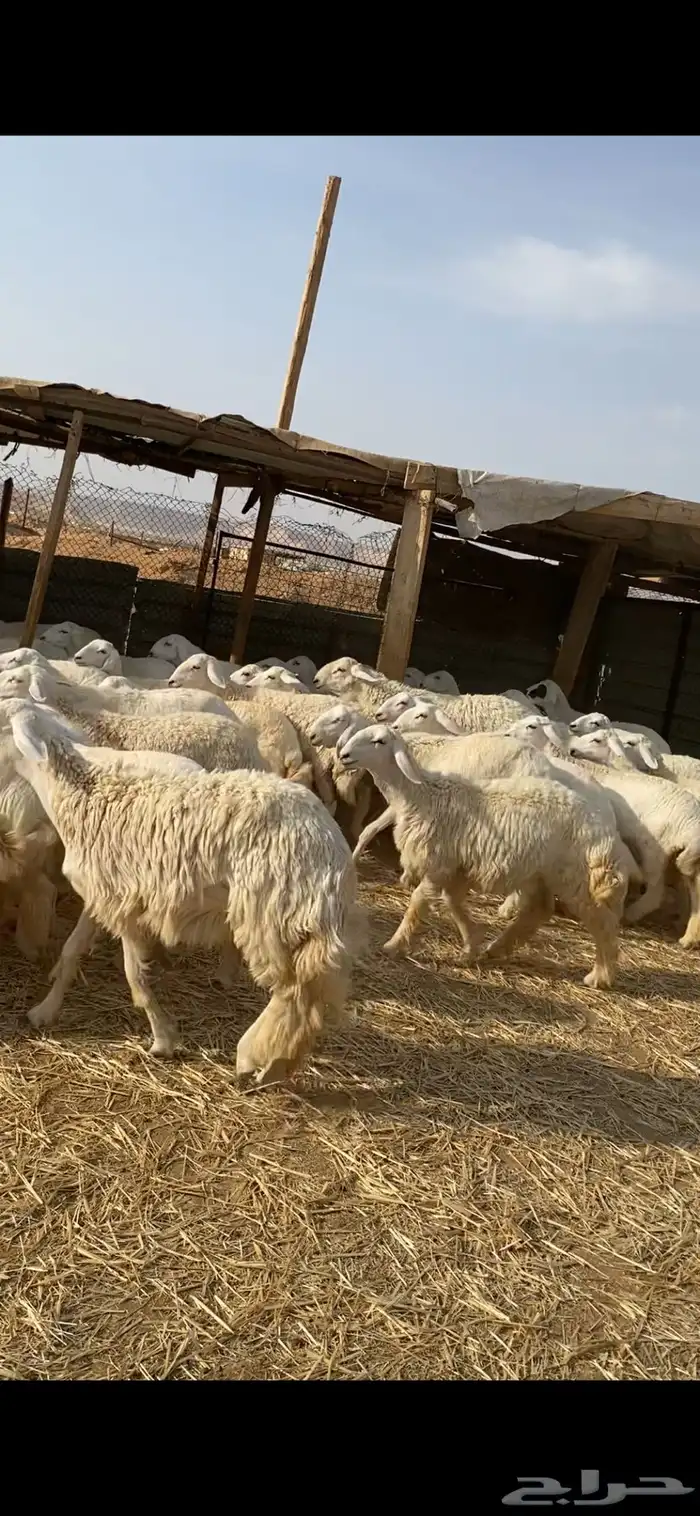غنم حريات صنف 6