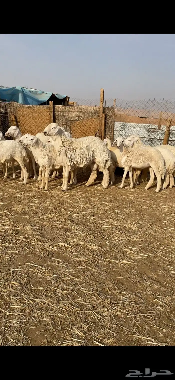غنم حريات صنف 0