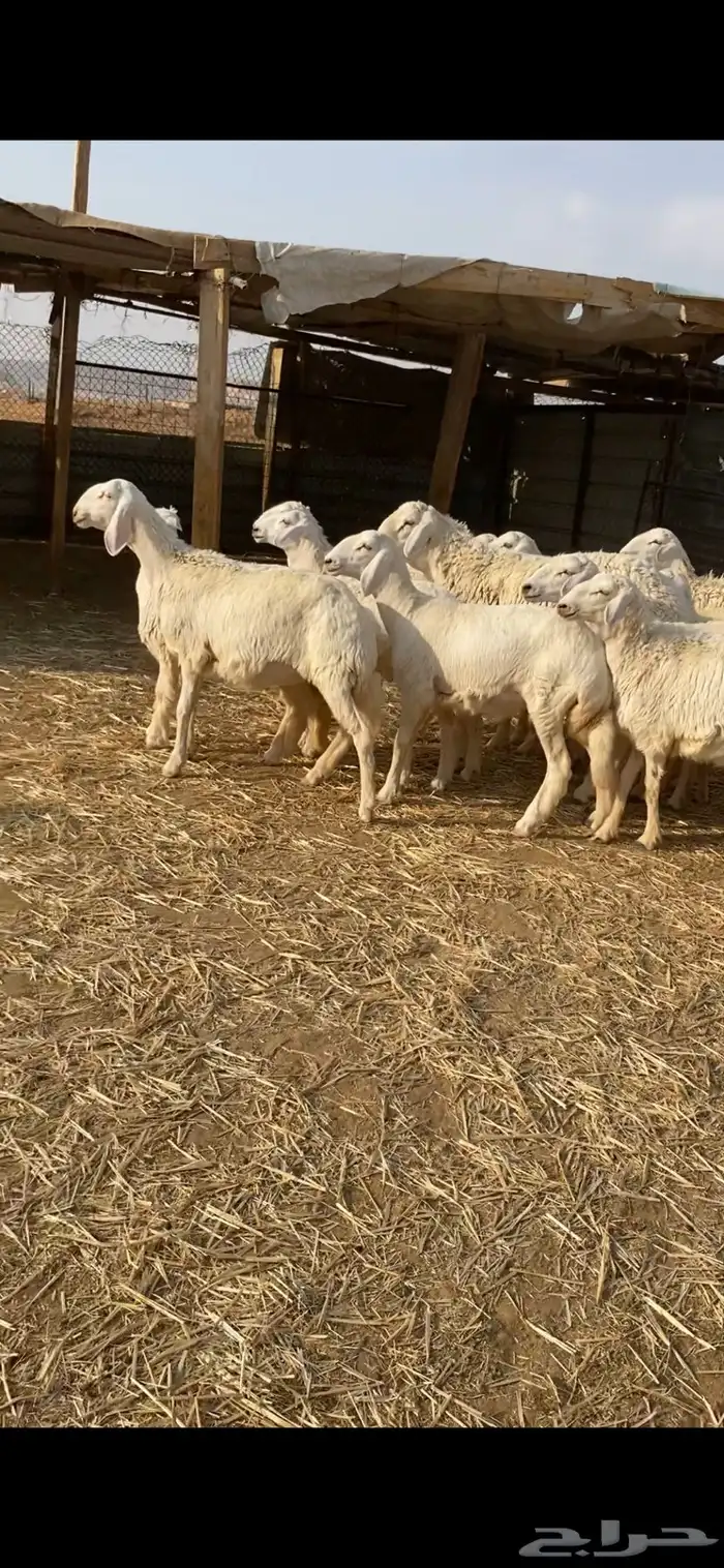 غنم حريات صنف 1