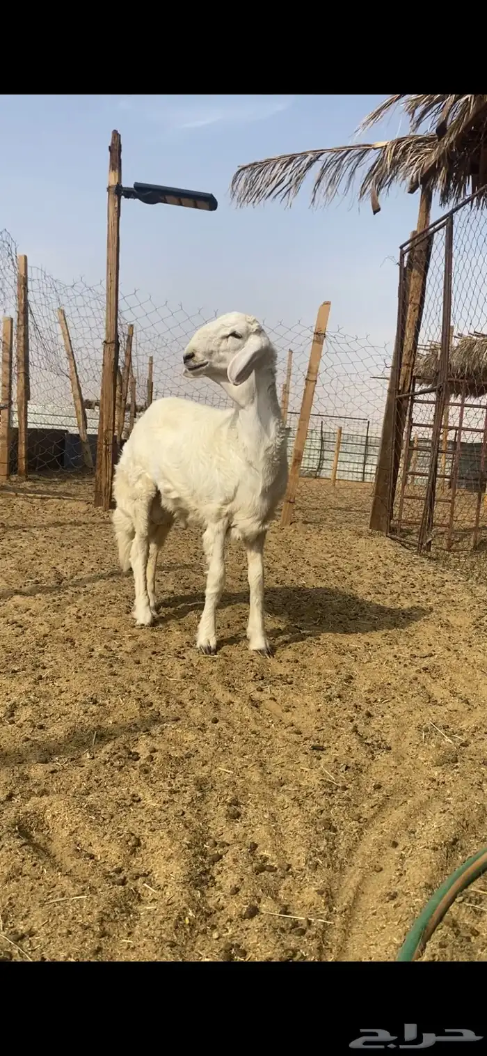 مشروع فحل حري 1