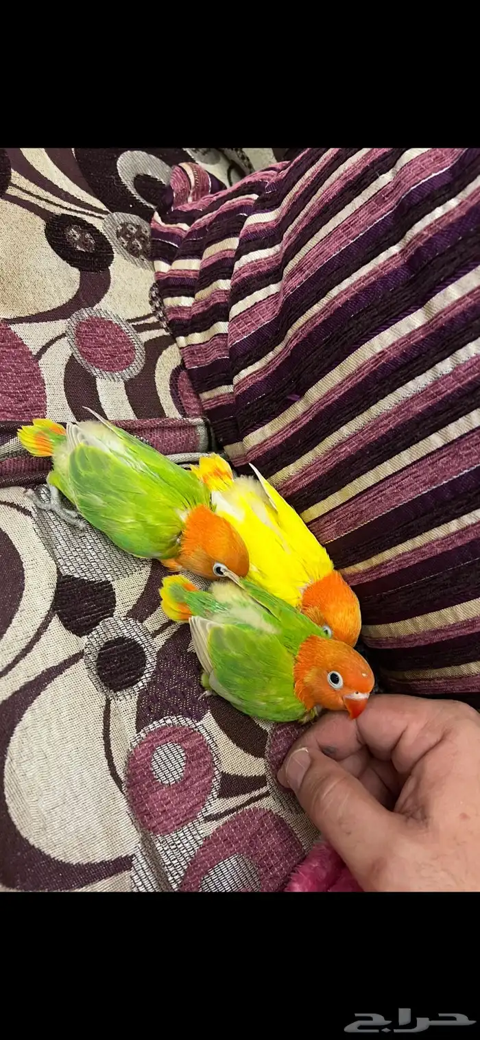 جوز فيشر منتج 0