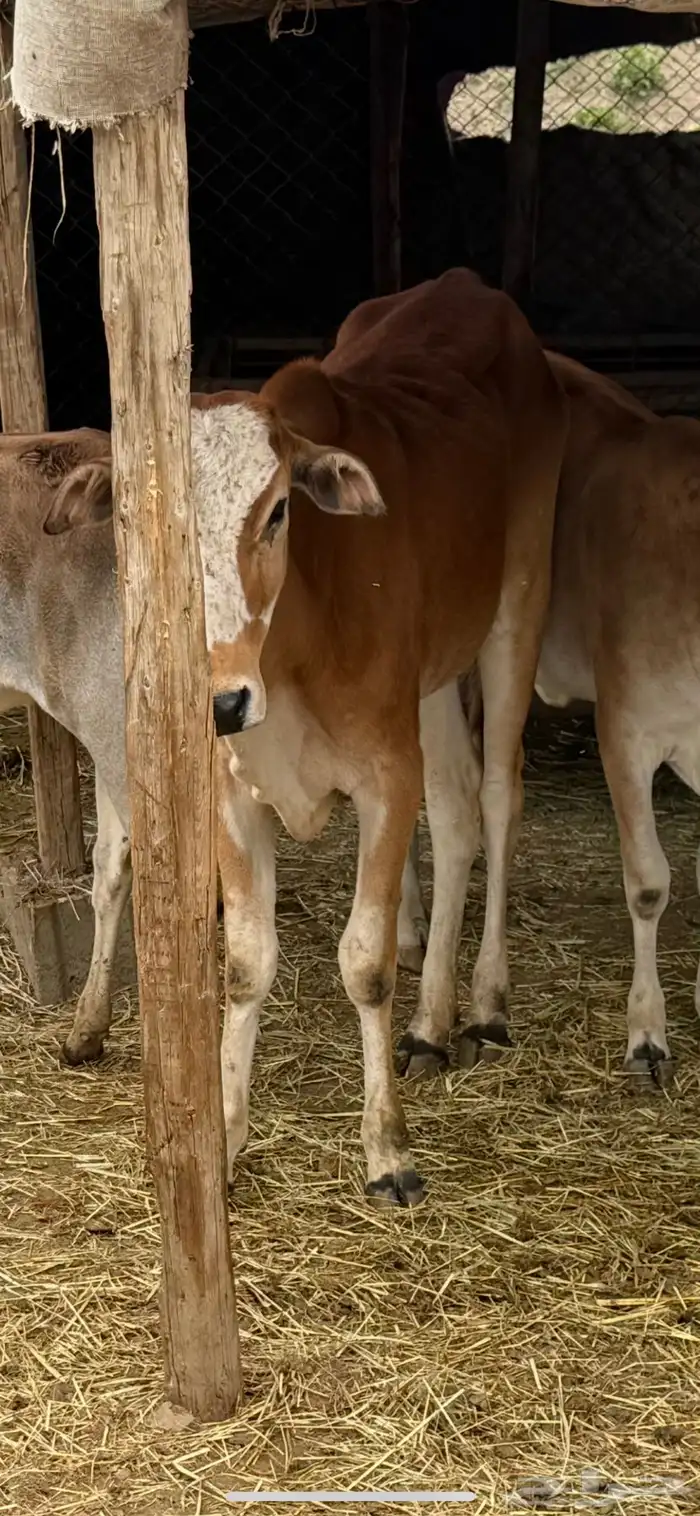 حسيله خبشه عمرها تقريبا  سنه وشهرين 2