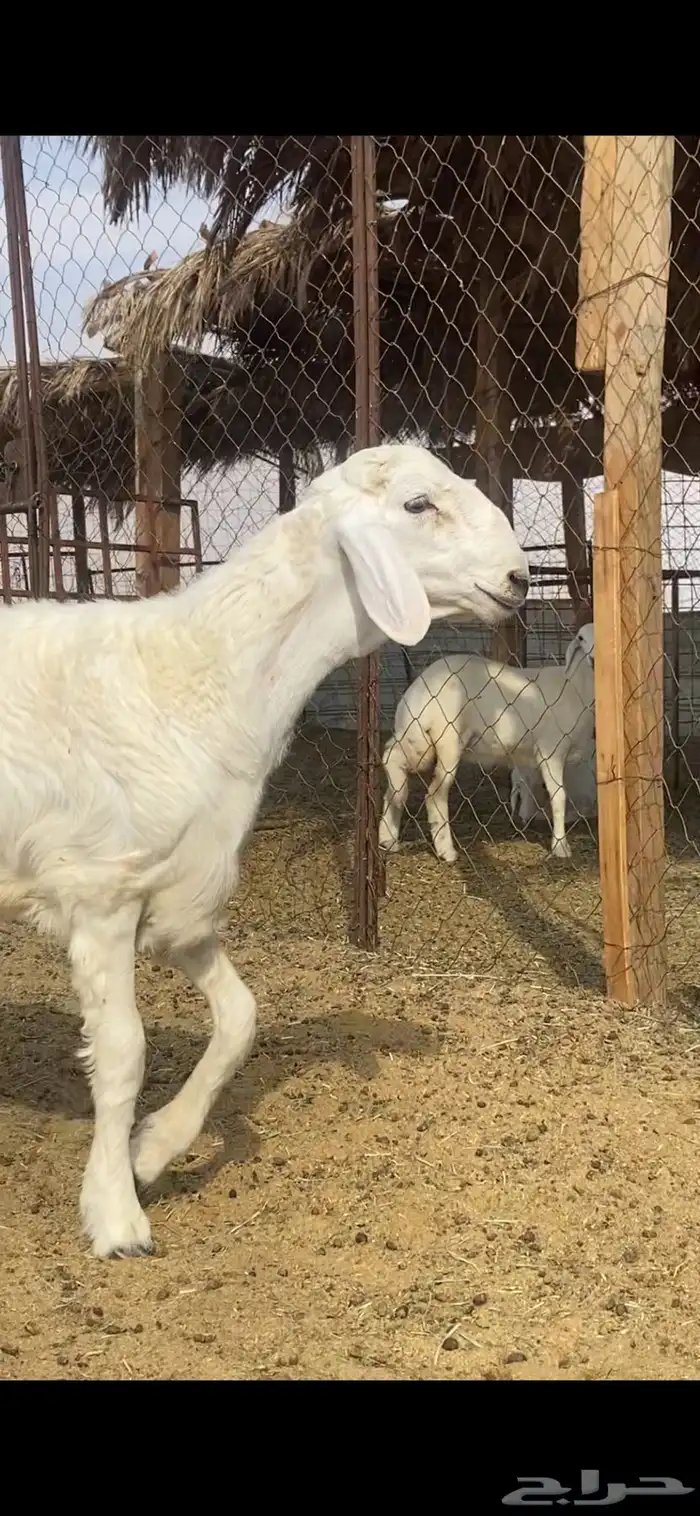 مشروع فحل حري 4