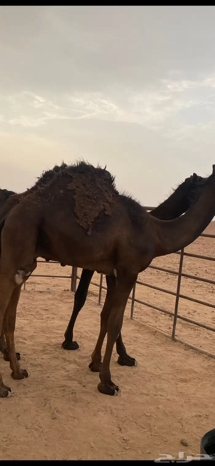 قعدان فل شحم 1