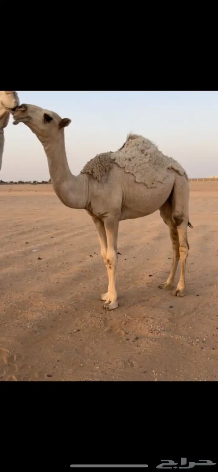 شقحا 0