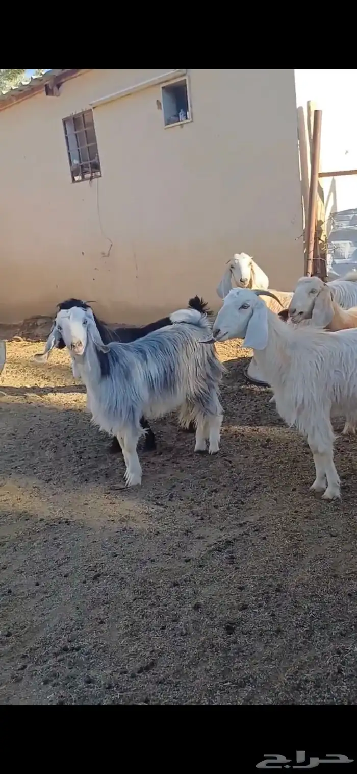 معزا السانيين مهجنه 4
