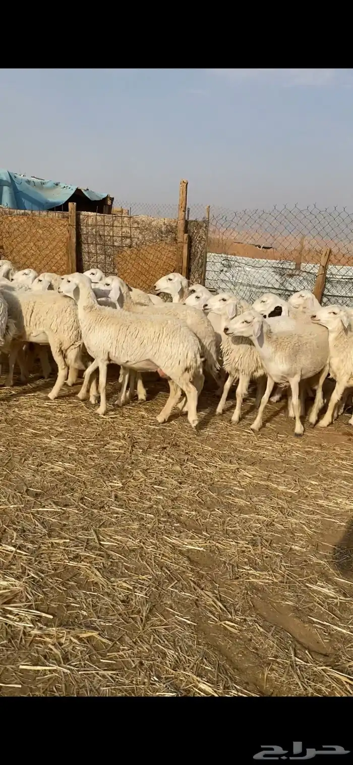 غنم حريات صنف 4