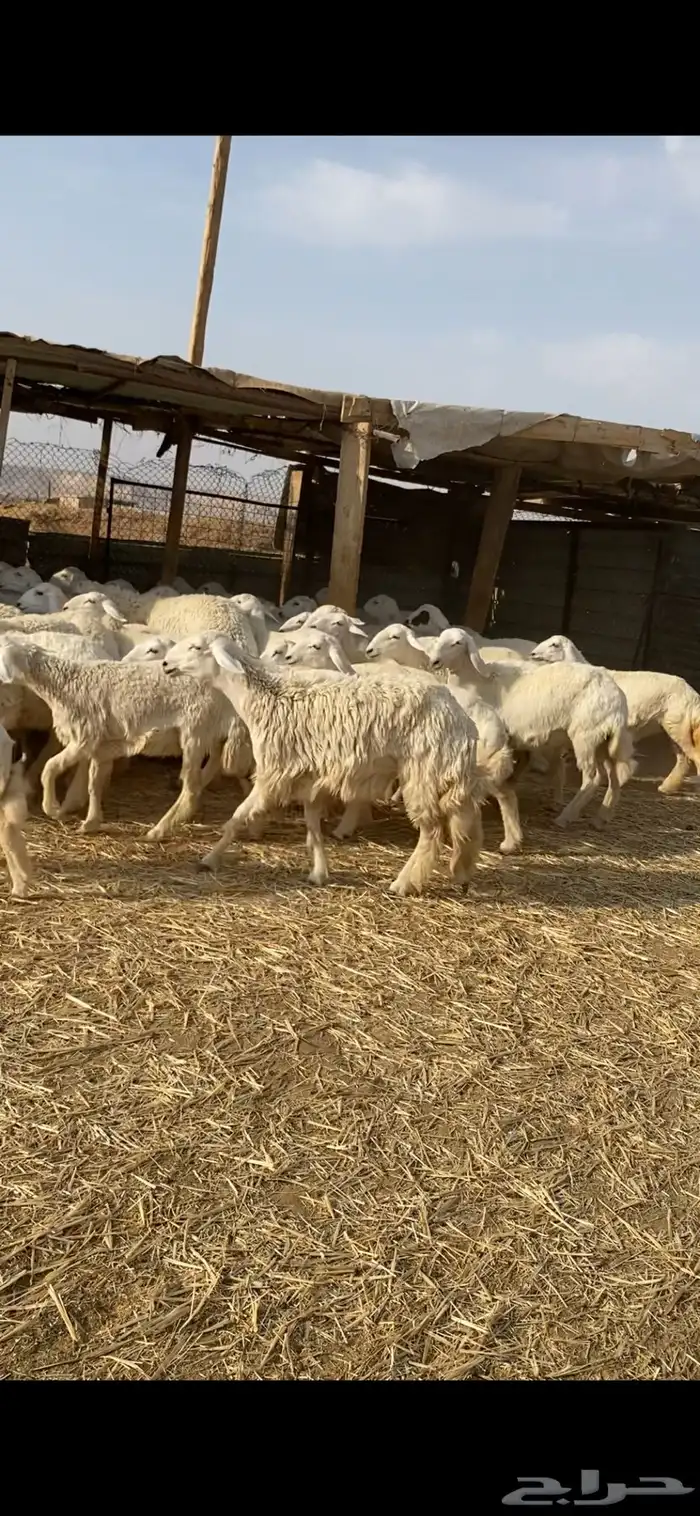 غنم حريات صنف 5