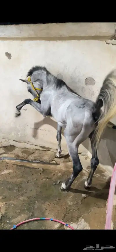 حصان مصري واهو index
