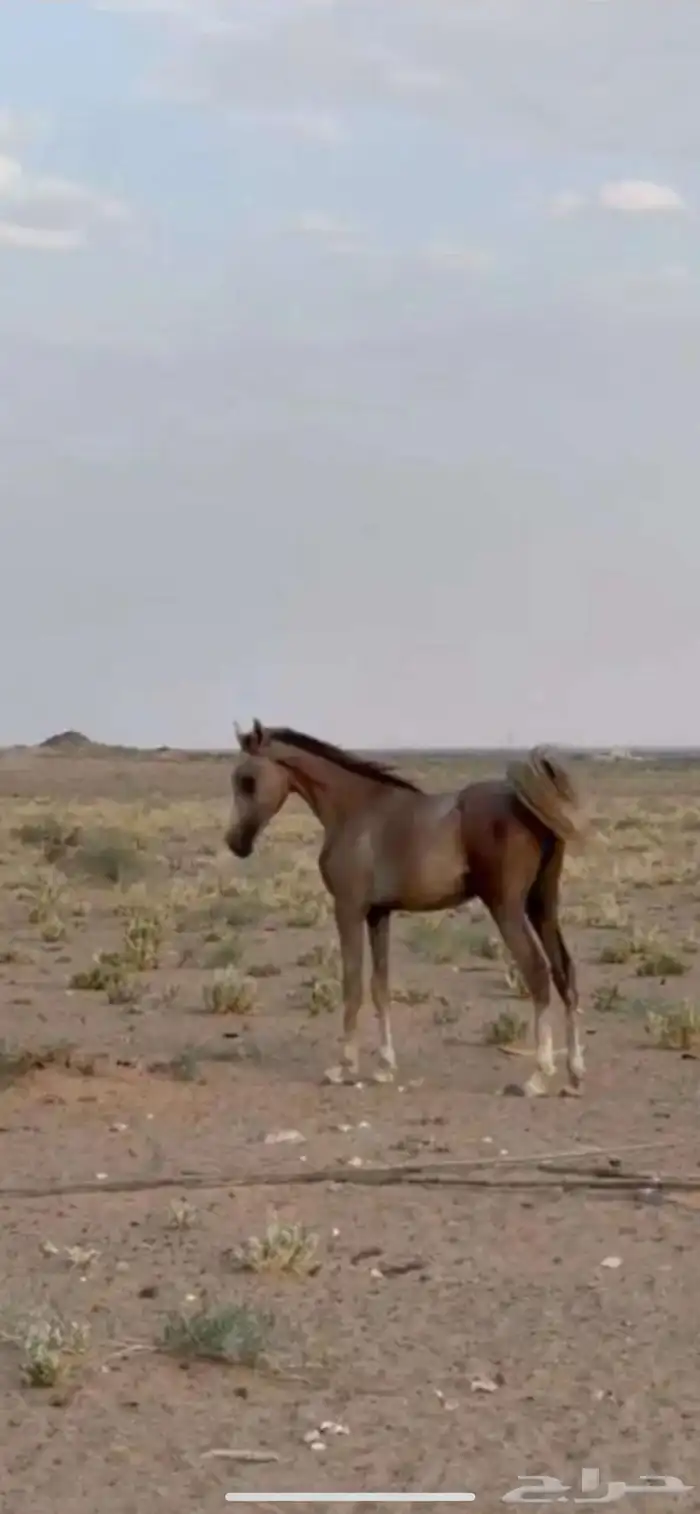حصان للبيع 3