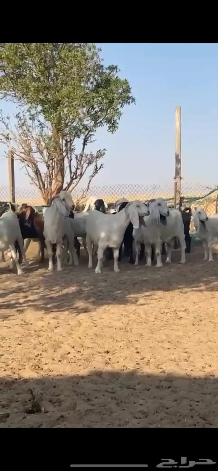 معزا مصريات جروم مراح واحد 19