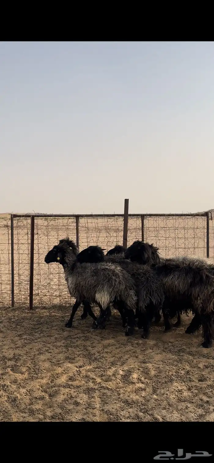 غنم عرب 1