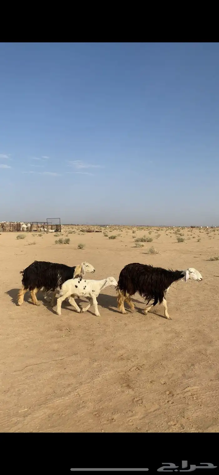 ثنوات تحتهن خرفان . 5