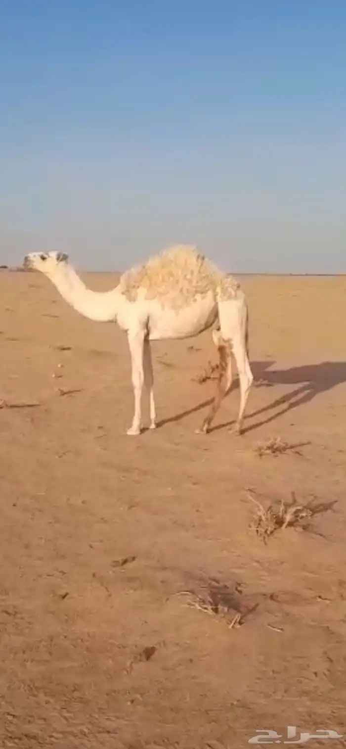 حاشي قعود سمين طايش غر ب نفي 0