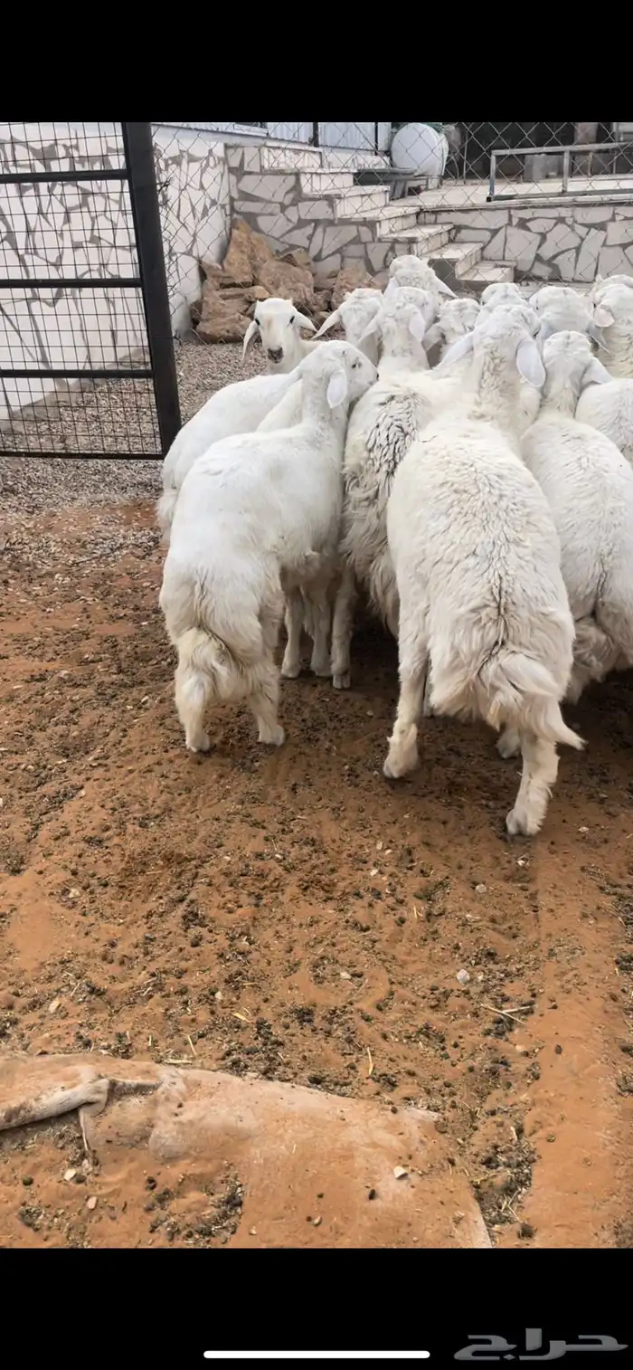طليان جبره للمناسبات والثلاجات 3