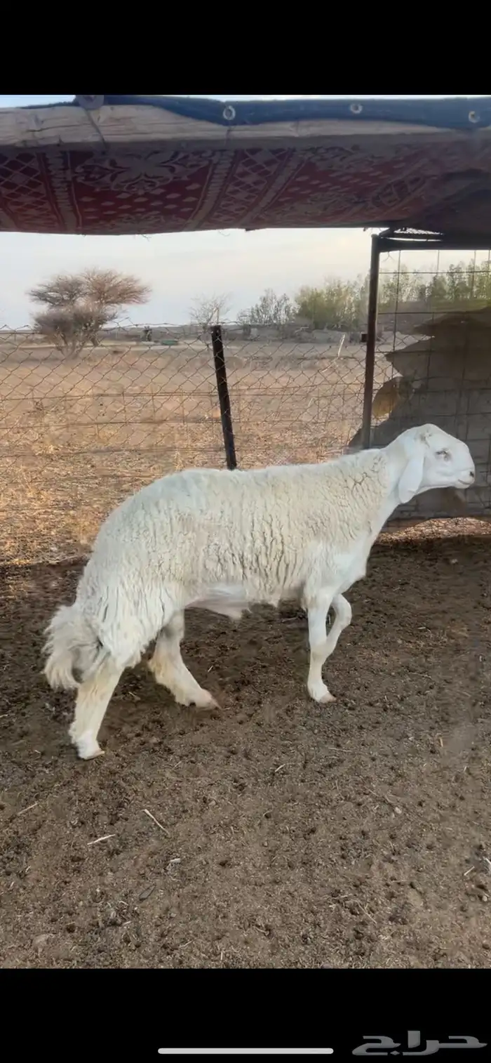 طلي حري صنف مشروط 0