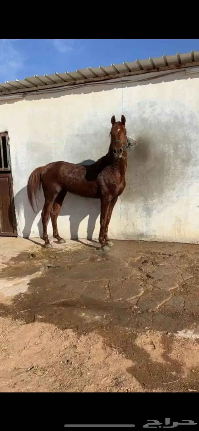 حصان سبوق و محقق 0
