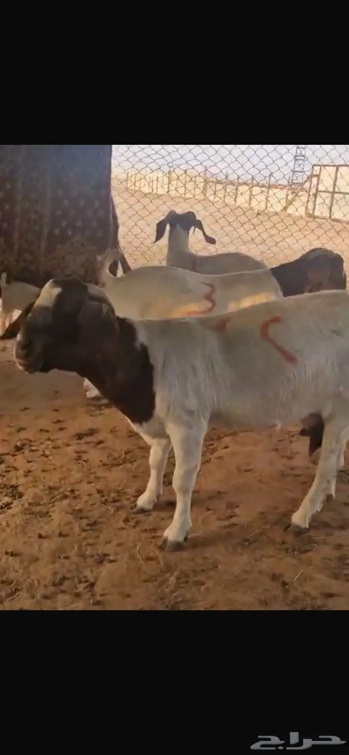 ماعز بورقت ولد 2