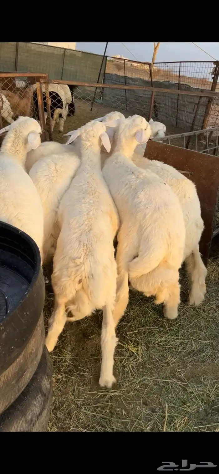 طليان 0