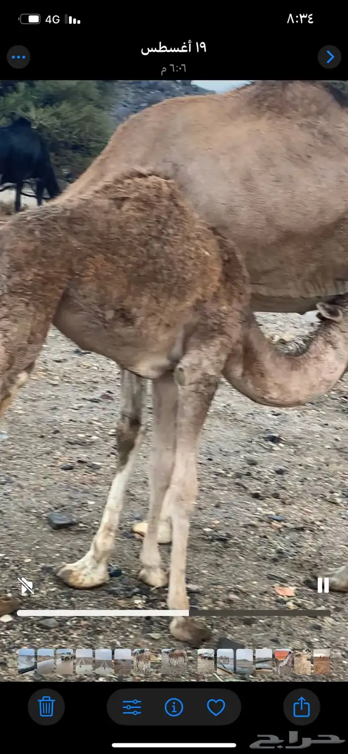 خميس مشيط 0