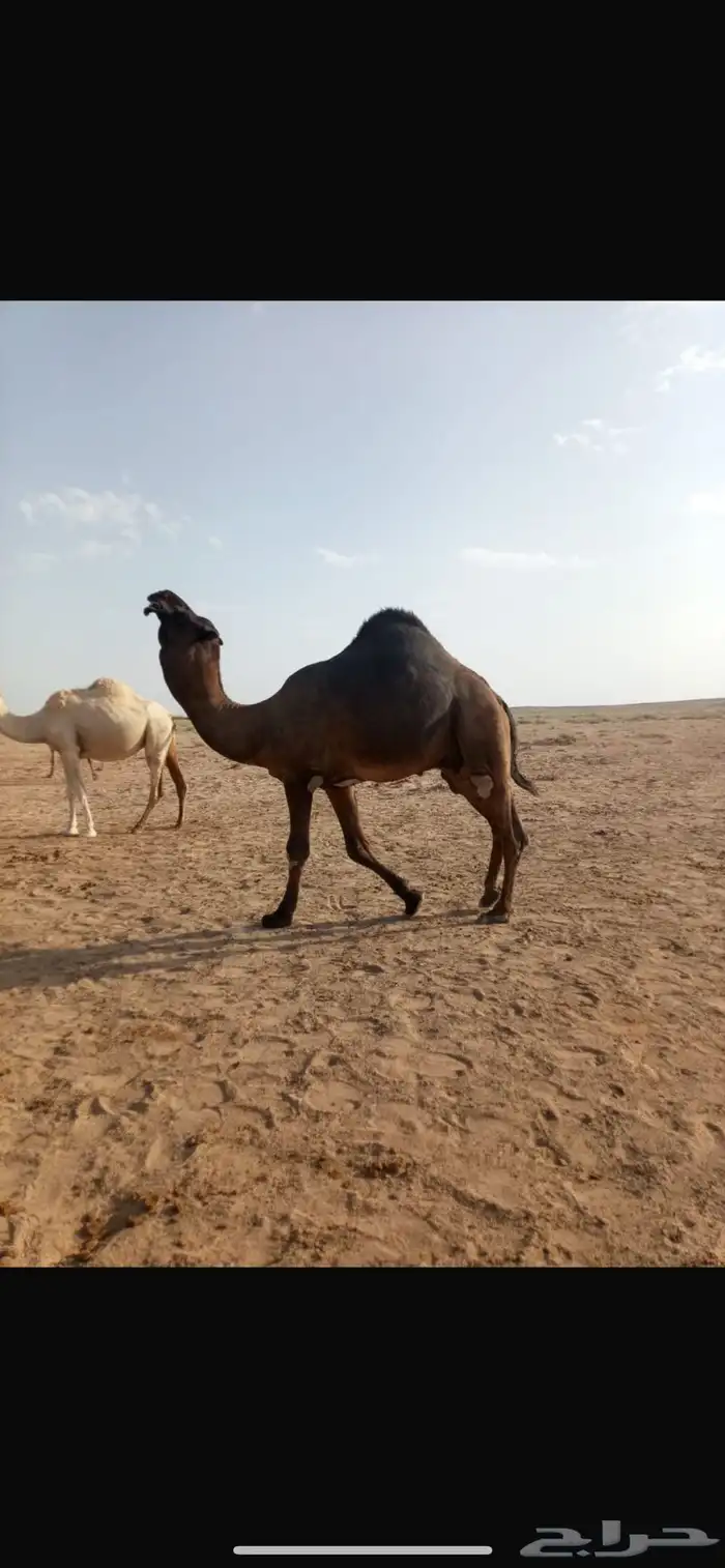 فحل مجهم 11