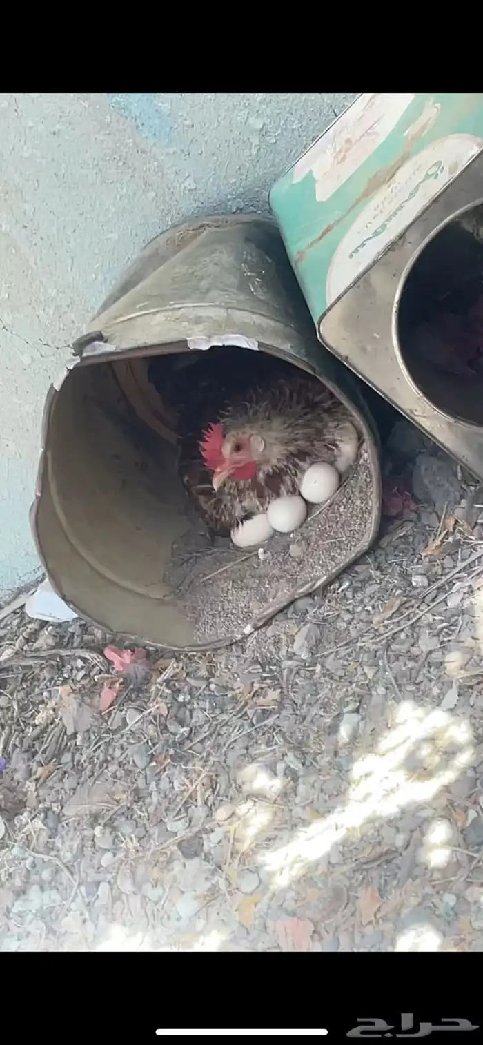 دجاجه للبيع رقاده 0