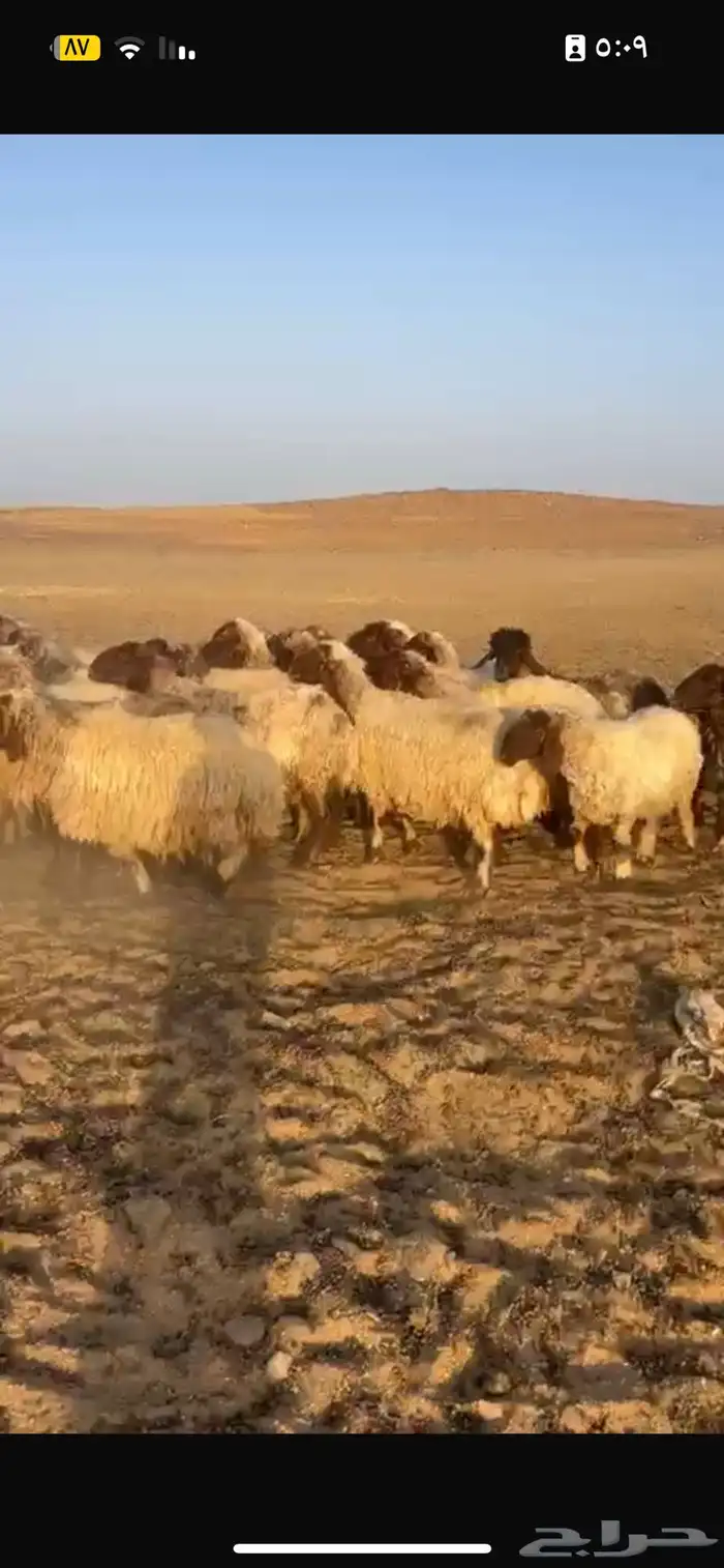 غنم نعيم 0