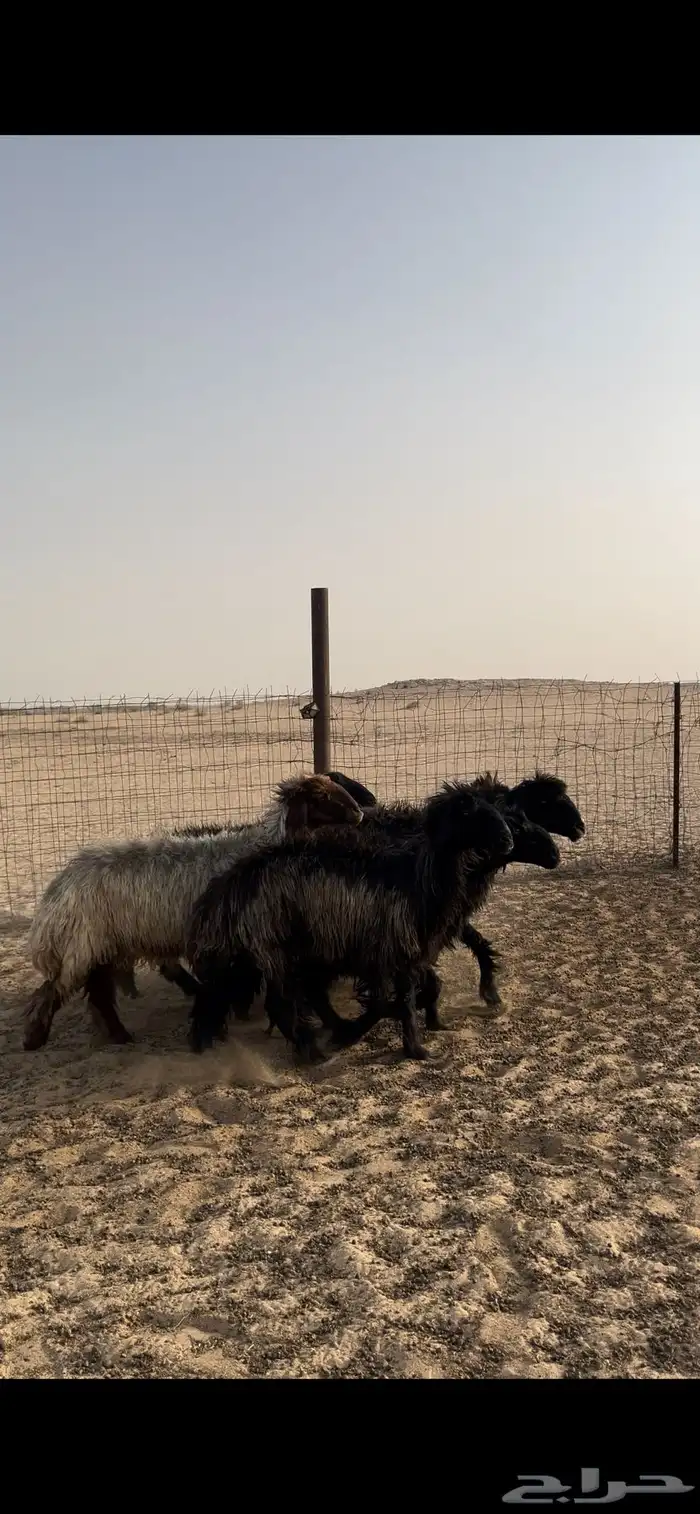 غنم عرب 4