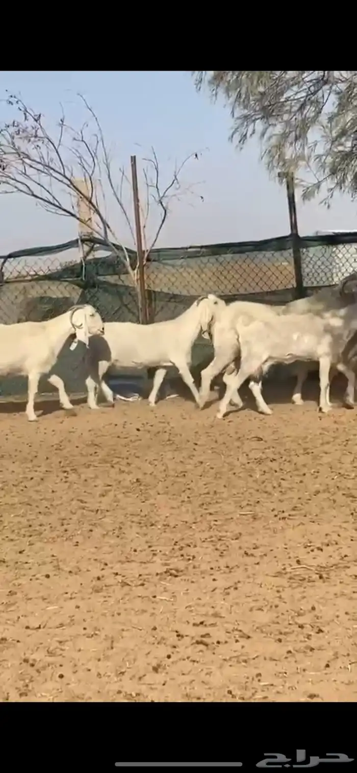 معزا مصريات جروم مراح واحد 2
