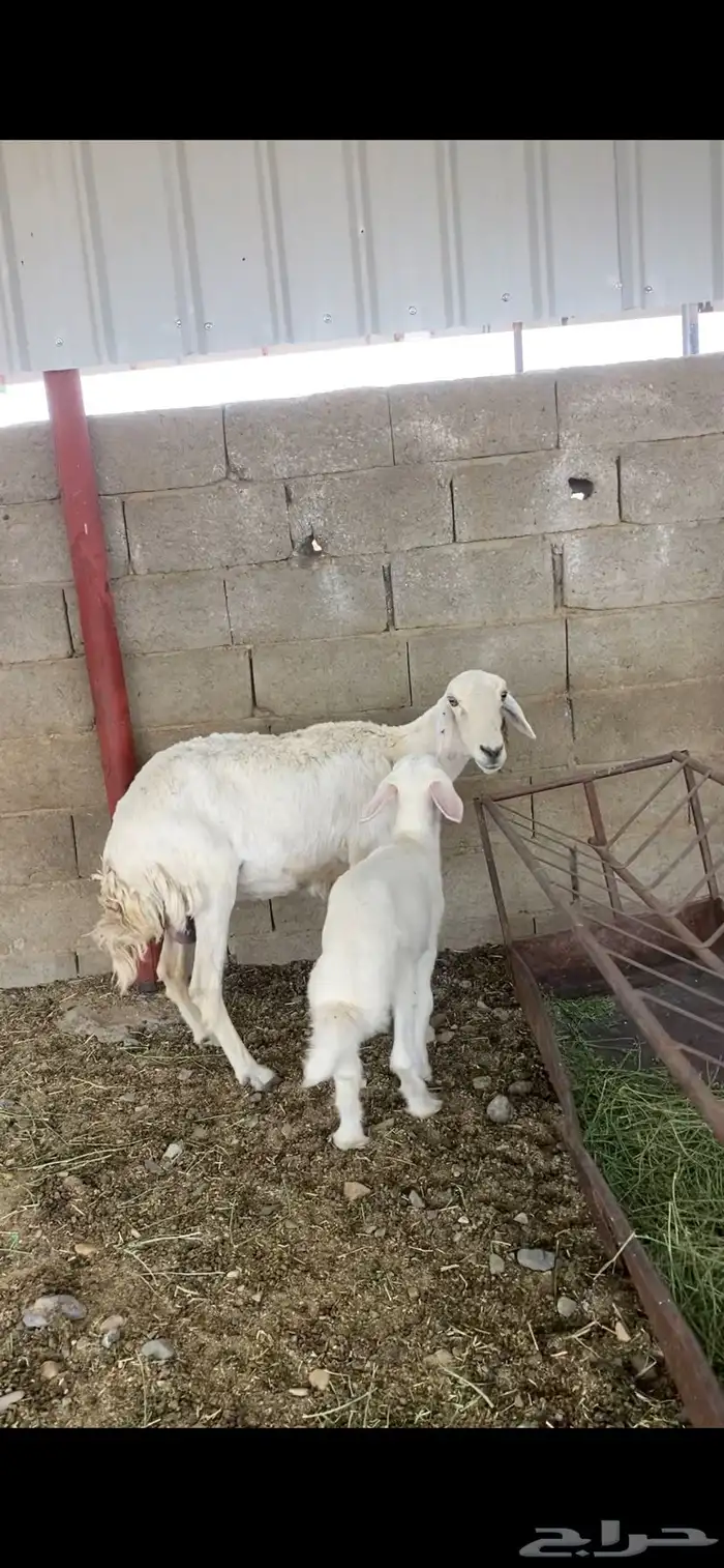 متابيع 1