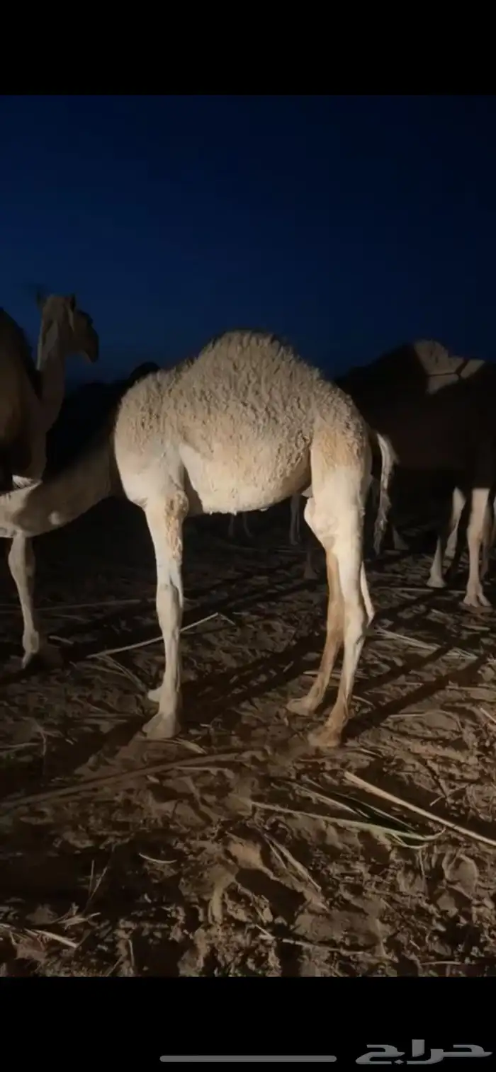 قعود قصب شمال عفيف 0