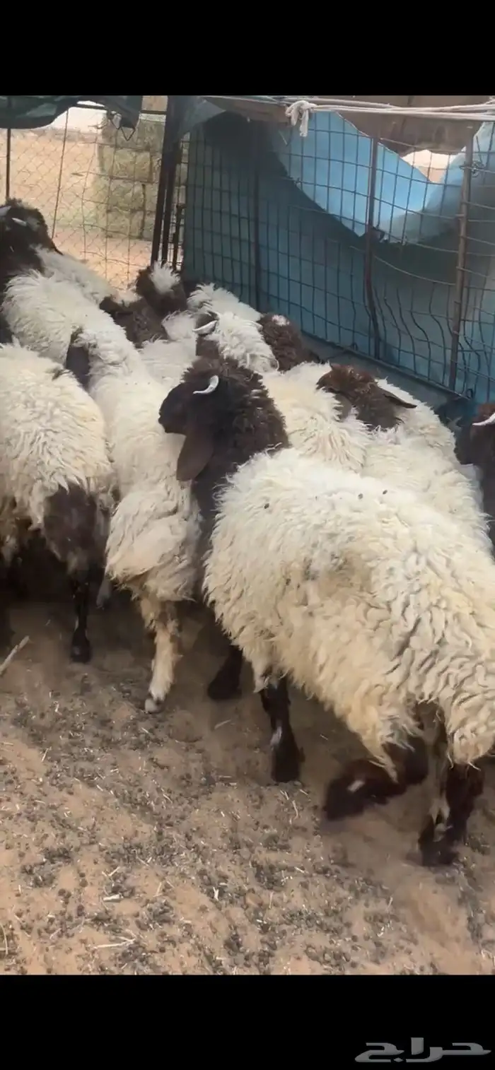 بهم تعيم 5
