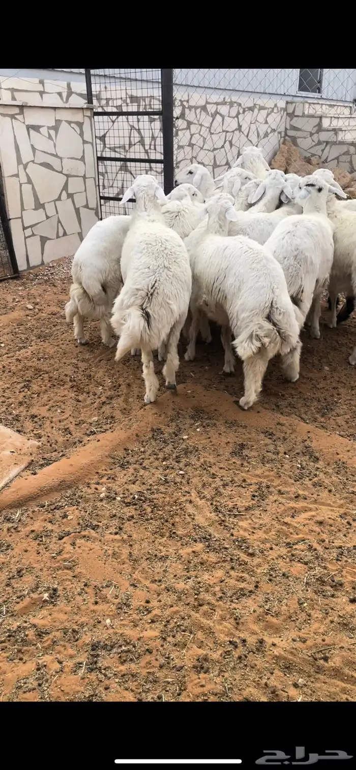 طليان جبره للمناسبات والثلاجات 4